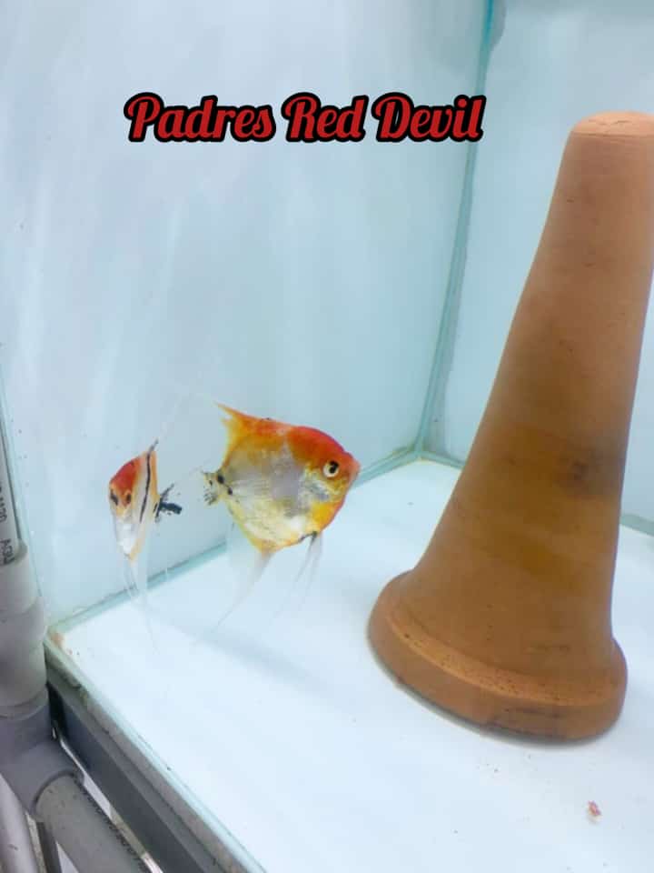 Escalar Red Devil - Discus Roa Fish