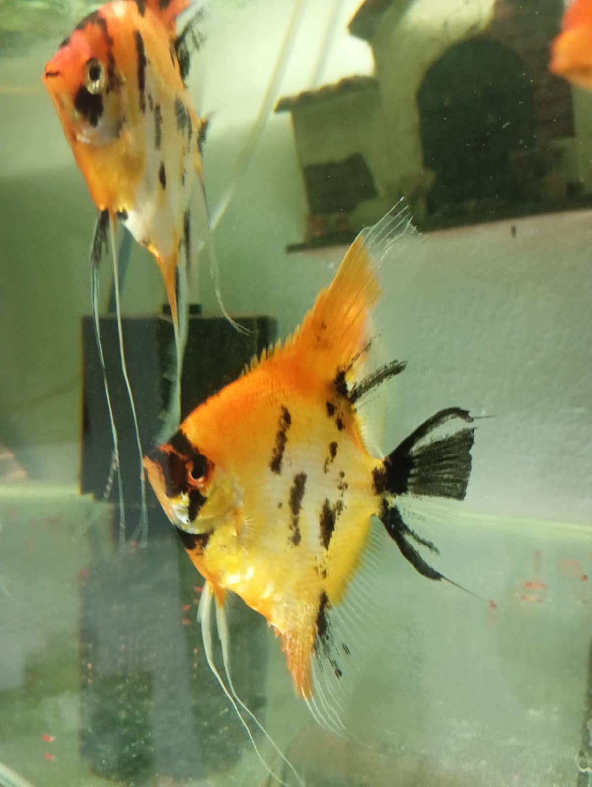 Escalar Red Devil - Discus Roa Fish