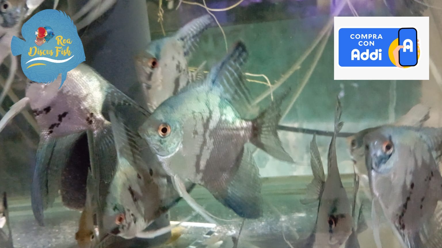 Escalares Pinoy - Discus Roa Fish