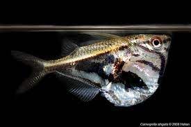 Estrigata marmol - Discus Roa Fish