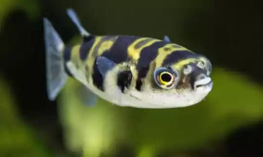 Globo de Agua Dulce - Discus Roa Fish