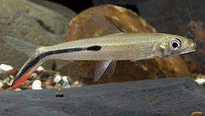 Hemiodo colirojo - Discus Roa Fish