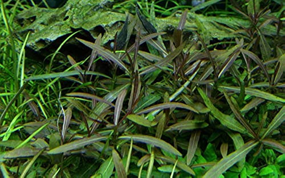 Hygrofila Araguaia - Discus Roa Fish