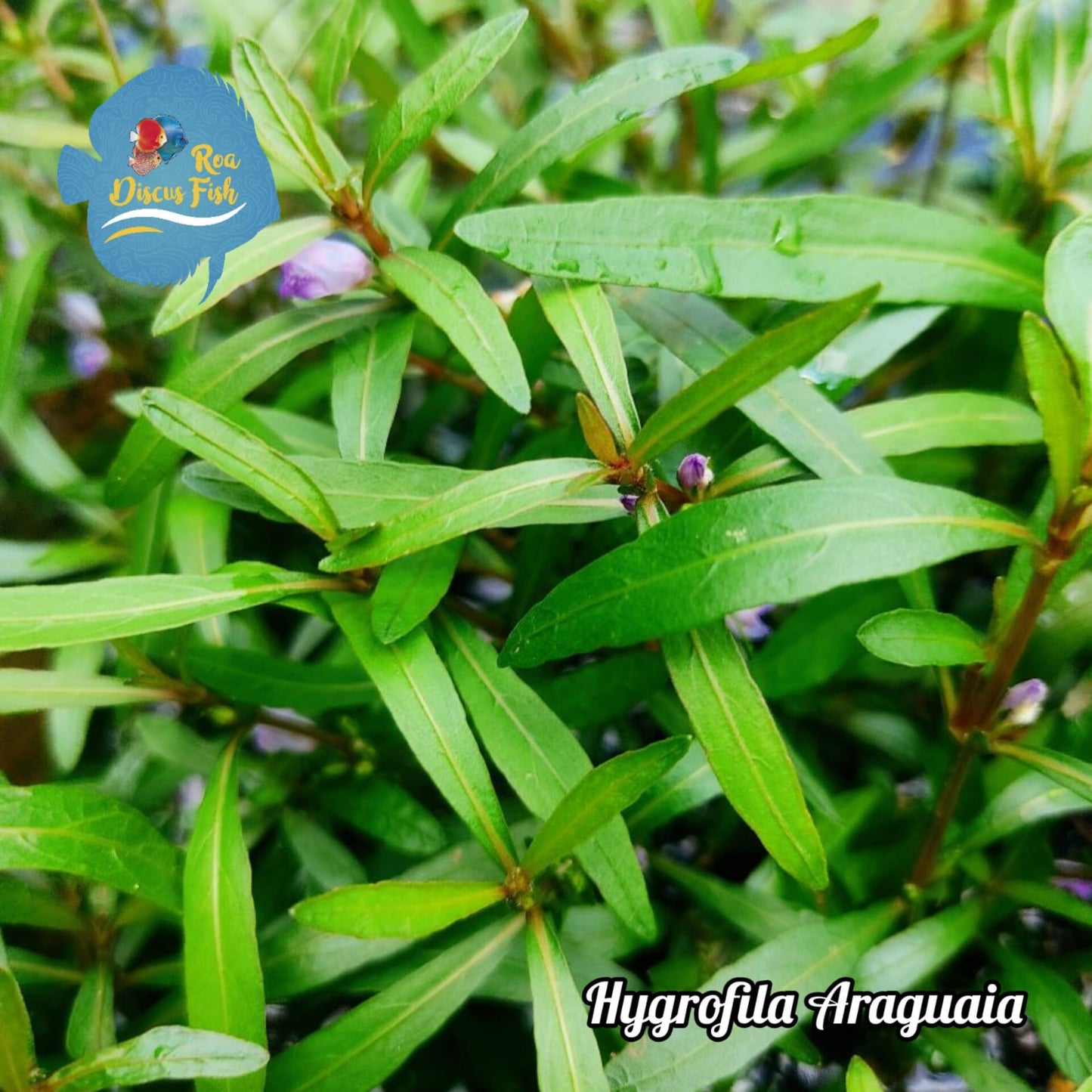 Hygrofila Araguaia - Discus Roa Fish