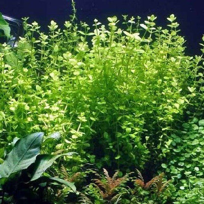 Lidernia Rotundifolia - Discus Roa Fish
