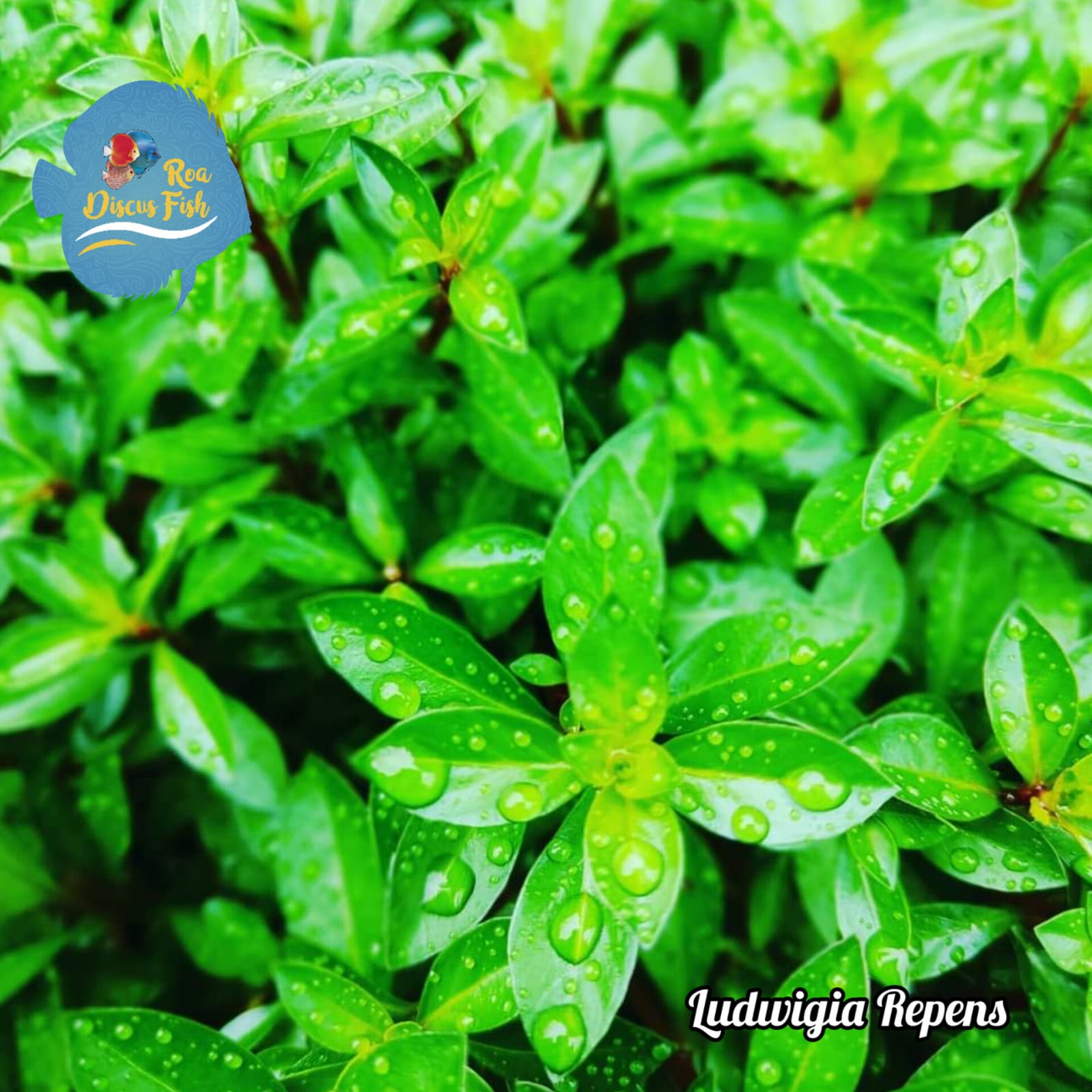 Ludwigia Repens - Discus Roa Fish