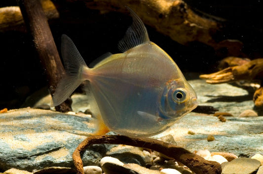 Moneda - Discus Roa Fish