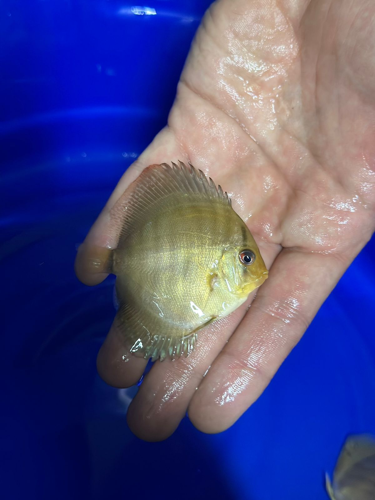 Pez Disco Germany Straight Line x Spotted Albino Mosaic - Discus Roa Fish