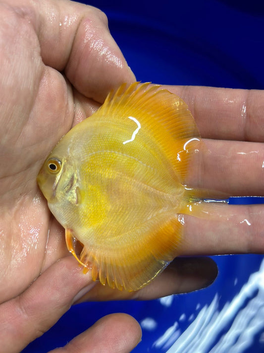 Pez Disco Golden Diamond - Discus Roa Fish
