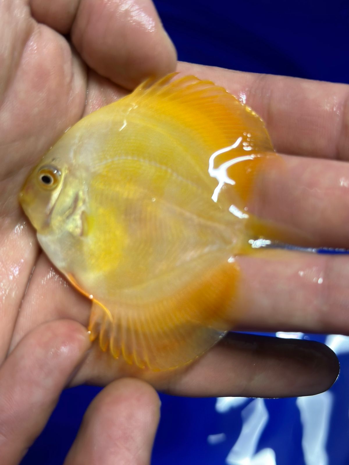 Pez Disco Golden Diamond - Discus Roa Fish