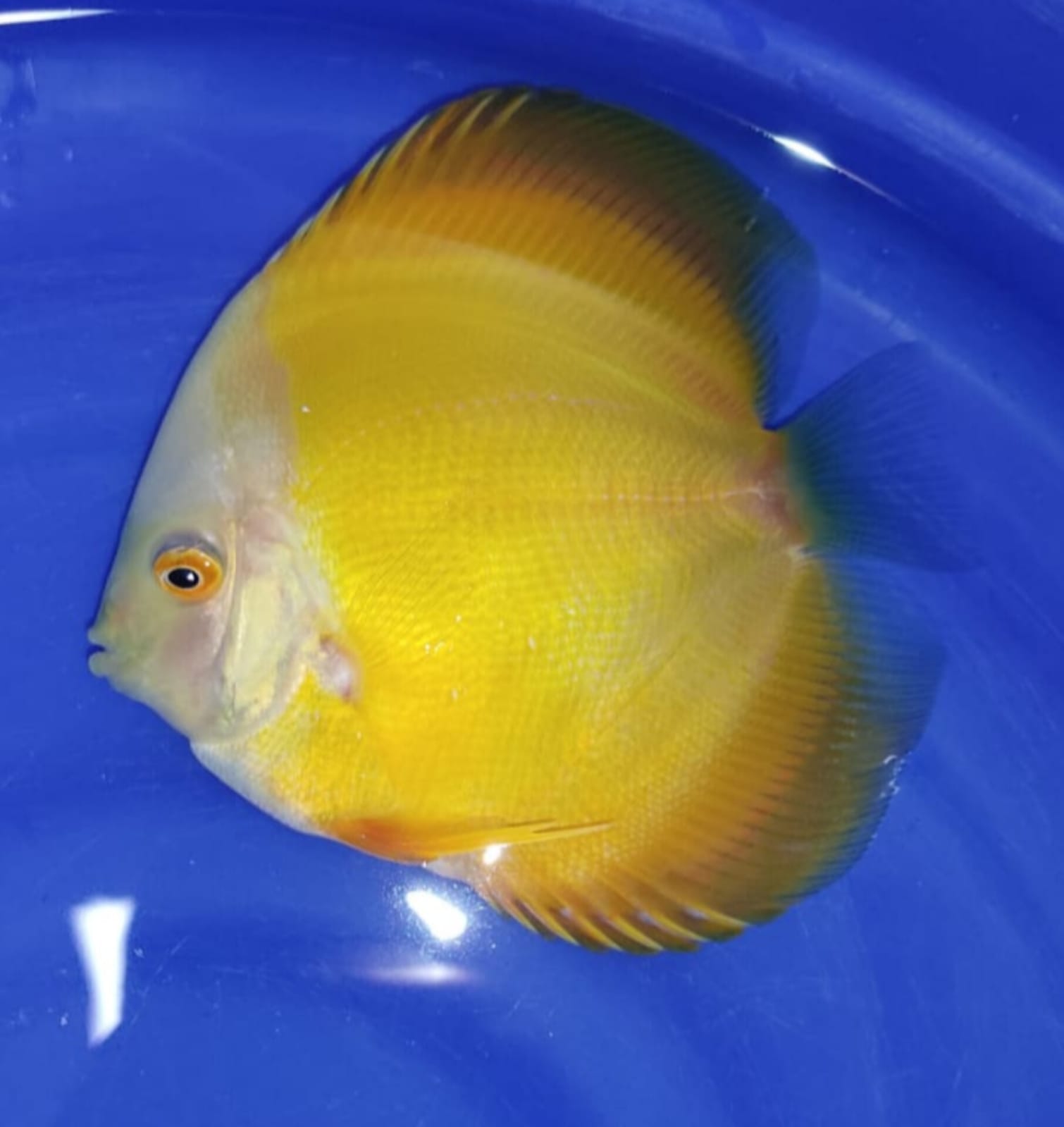 Pez Disco Yellow White - Discus Roa Fish