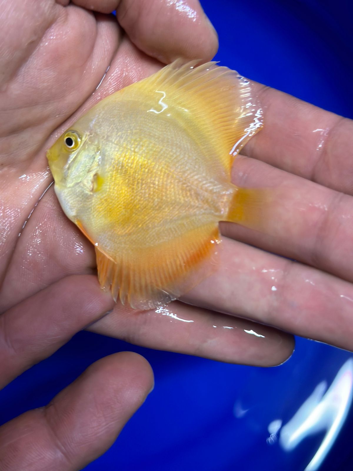 Pez Disco Yellow White - Discus Roa Fish