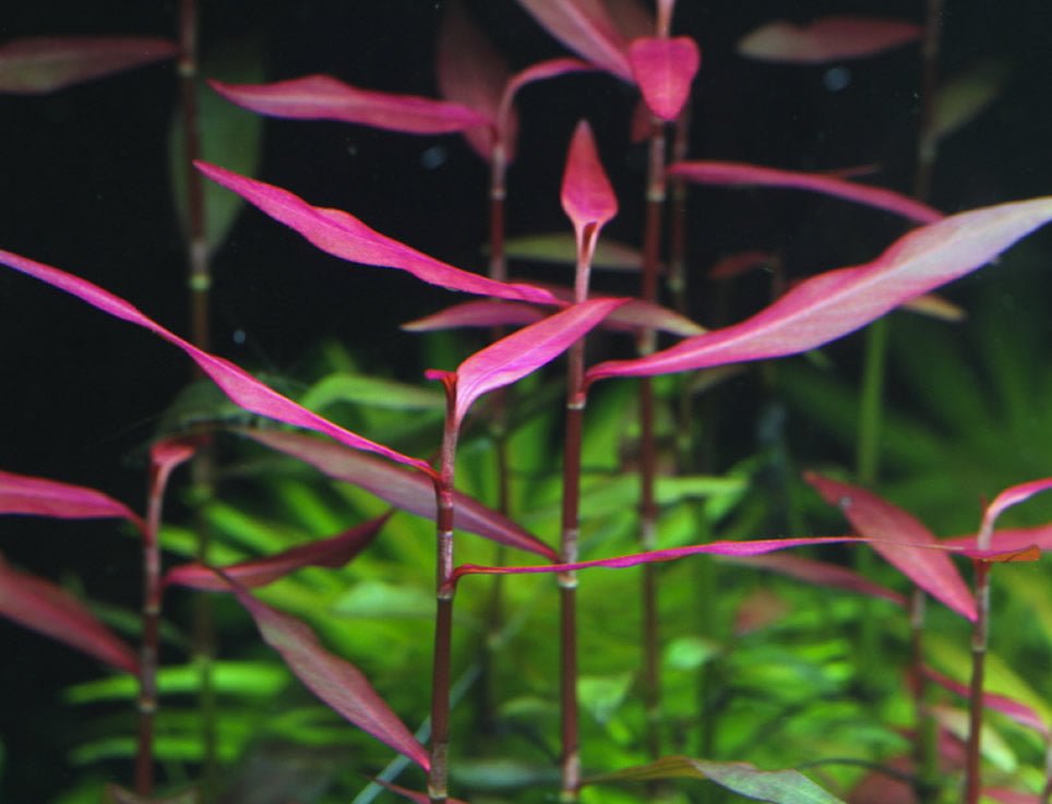 Poaceae sp. Purple Bamboo - Discus Roa Fish