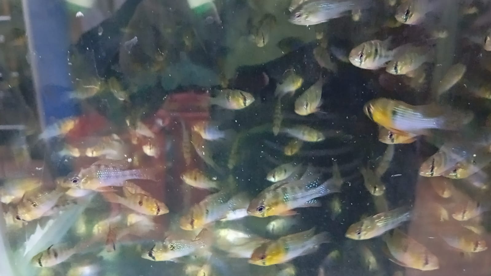 Ramirezi Full Color - Discus Roa Fish