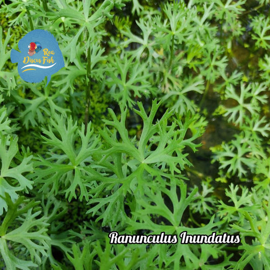 Ranunculus Inundatus - Discus Roa Fish