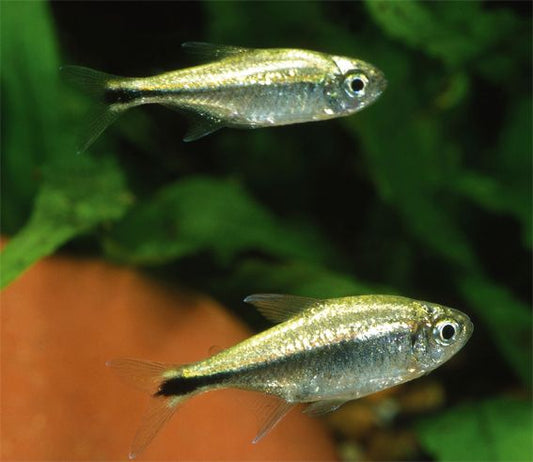 Tetra Brillante - Discus Roa Fish