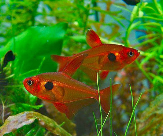 Tetra rojito - Discus Roa Fish